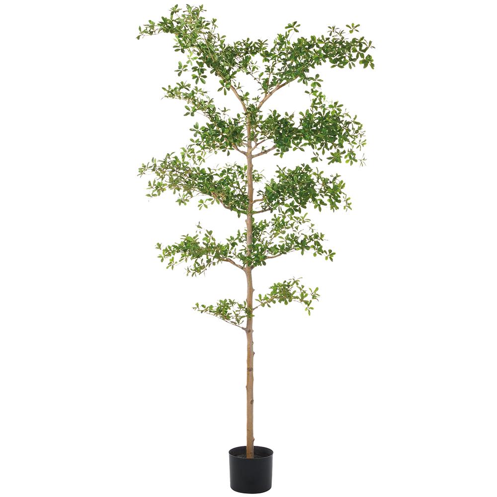 8' Shady Lady Tree