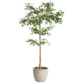 8.5' Shady Lady Tree