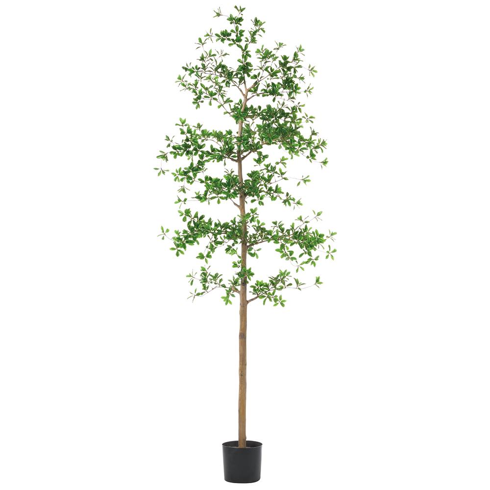 7' Shady Lady Tree