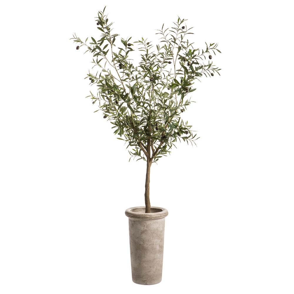 6' Olive Tree