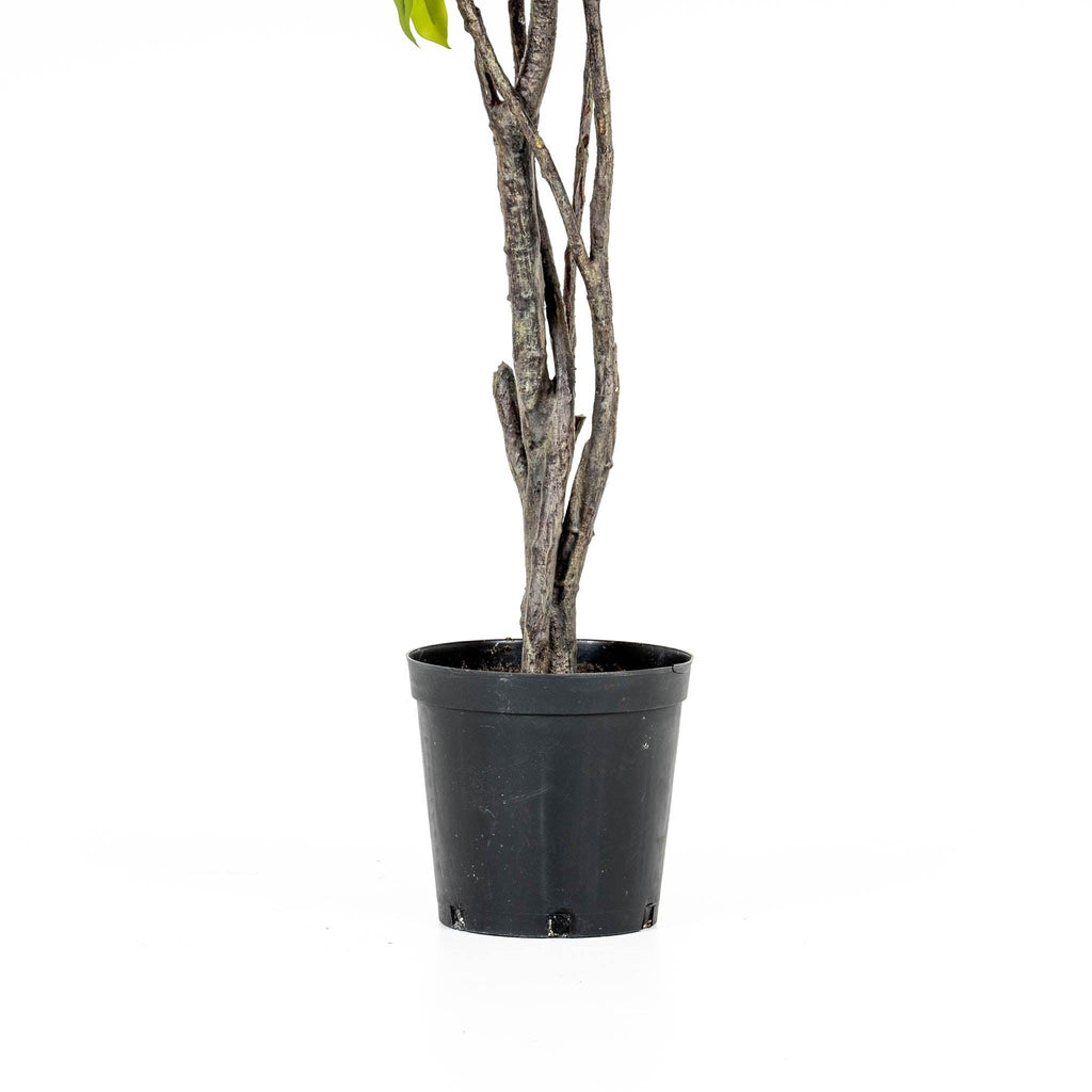 Grand Ficus Tree Drop-In 8'