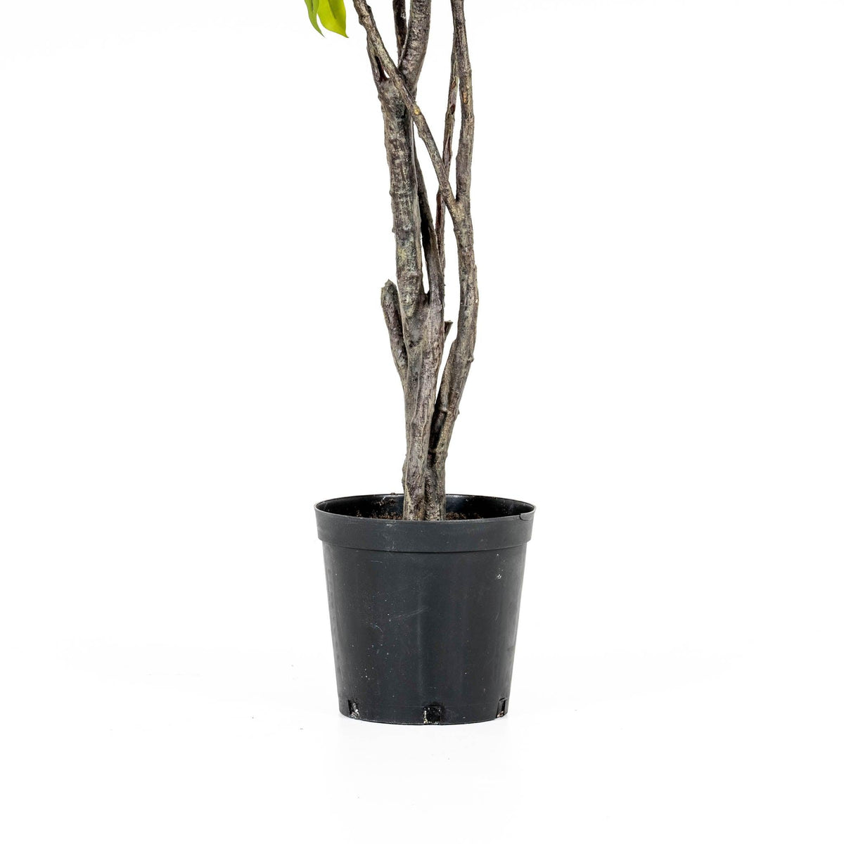 Grand Ficus Tree Drop-In 8'