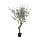 Grand Olive Tree Drop-In 6'6