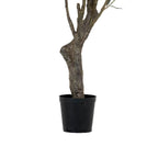 Grand Olive Tree Drop-In 6'6