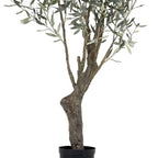 Grand Olive Tree Drop-In 6'6