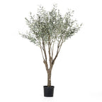 Grand Olive Tree Drop-In 8'