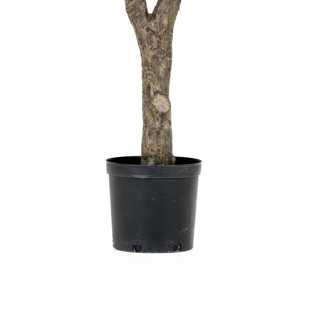Grand Olive Tree Drop-In 8'
