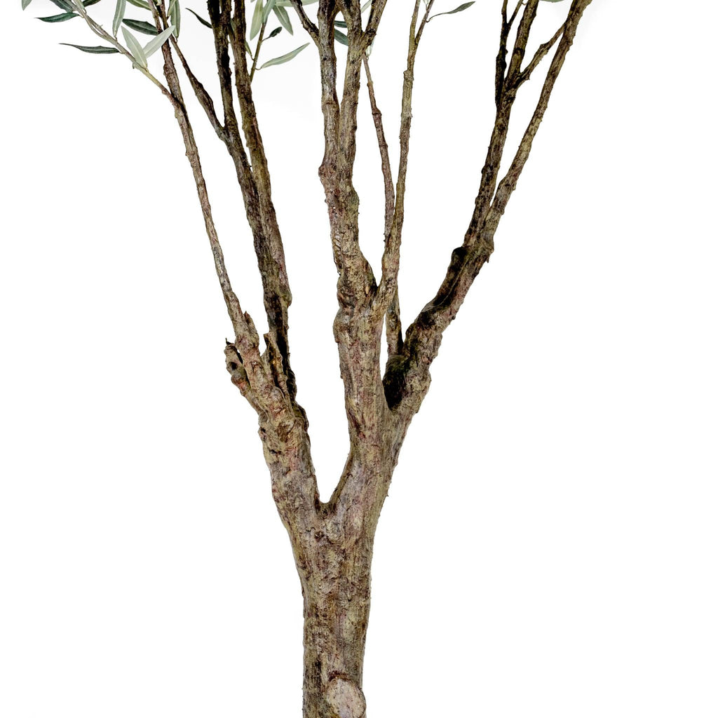 Grand Olive Tree Drop-In 8'