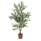 Olive Tree 5.5'