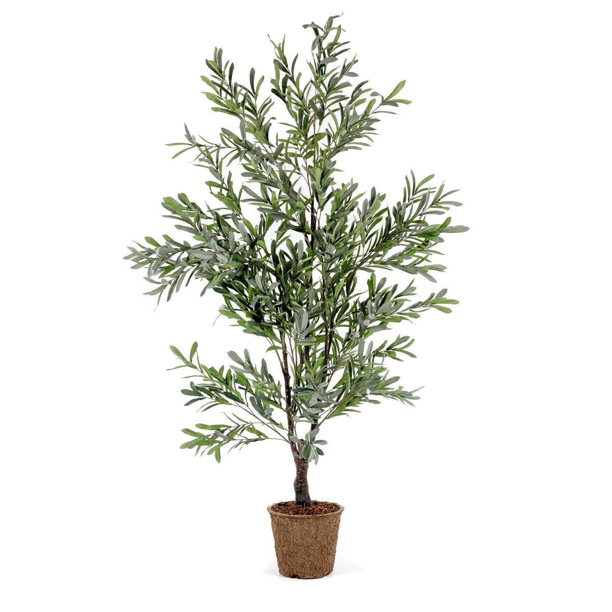 Olive Tree 5.5'