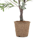 Olive Tree 5.5'
