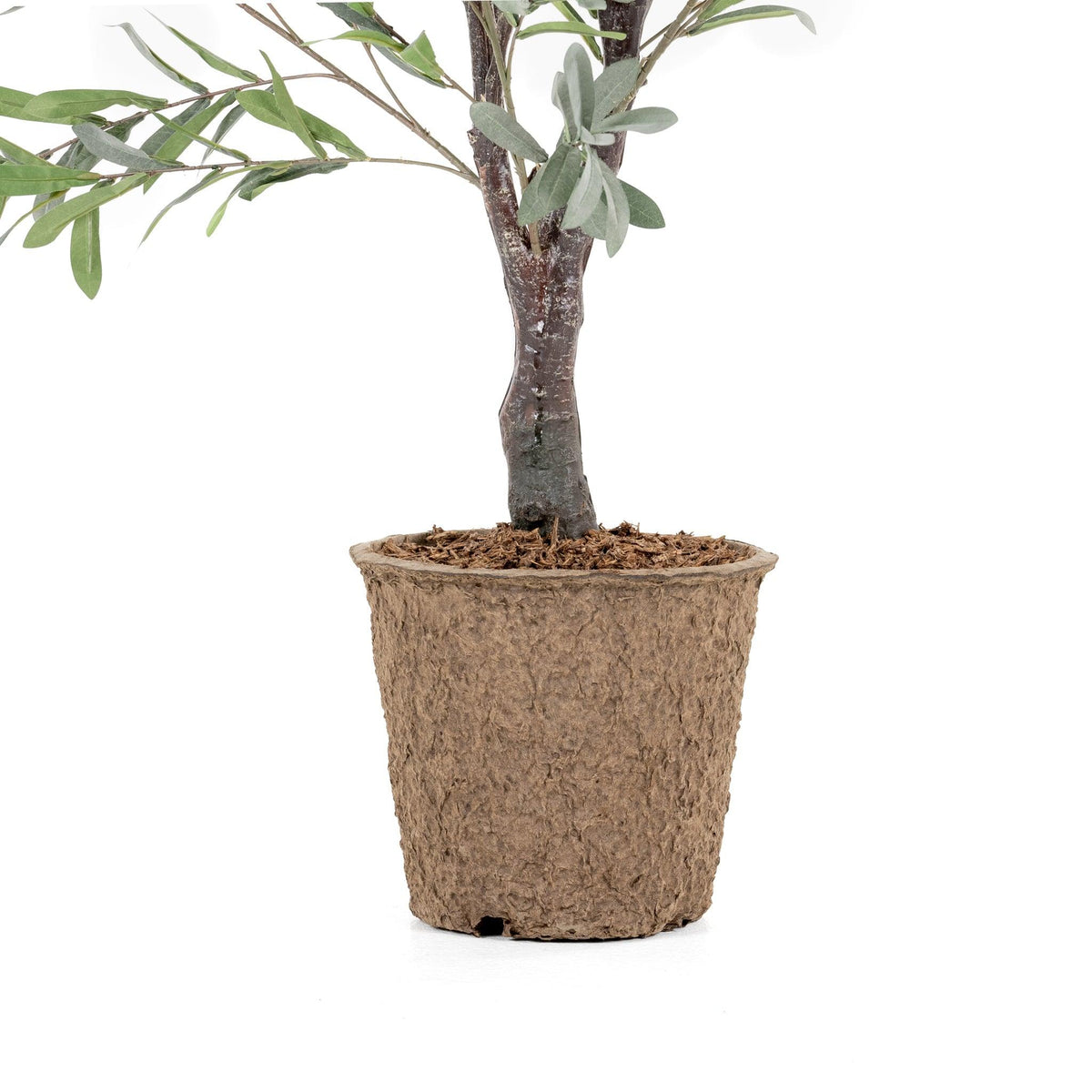 Olive Tree 5.5'