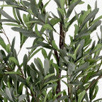 Olive Tree 5.5'