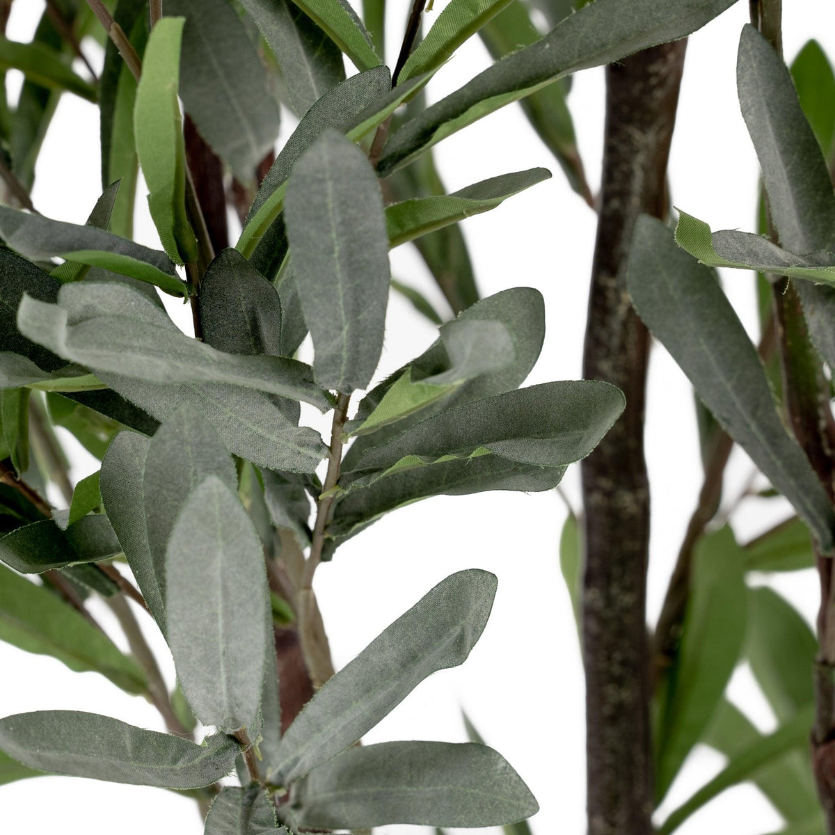 Olive Tree 5.5'