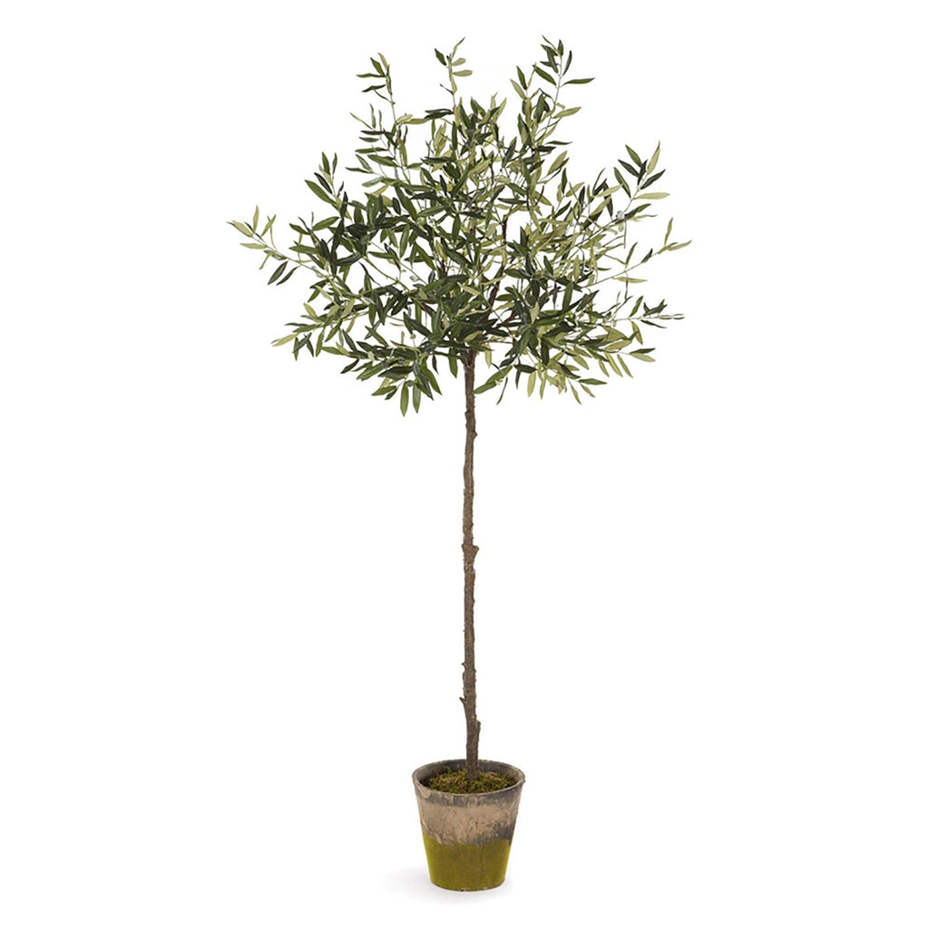 Olive Tree 5.75'