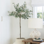 Olive Tree 5.75'