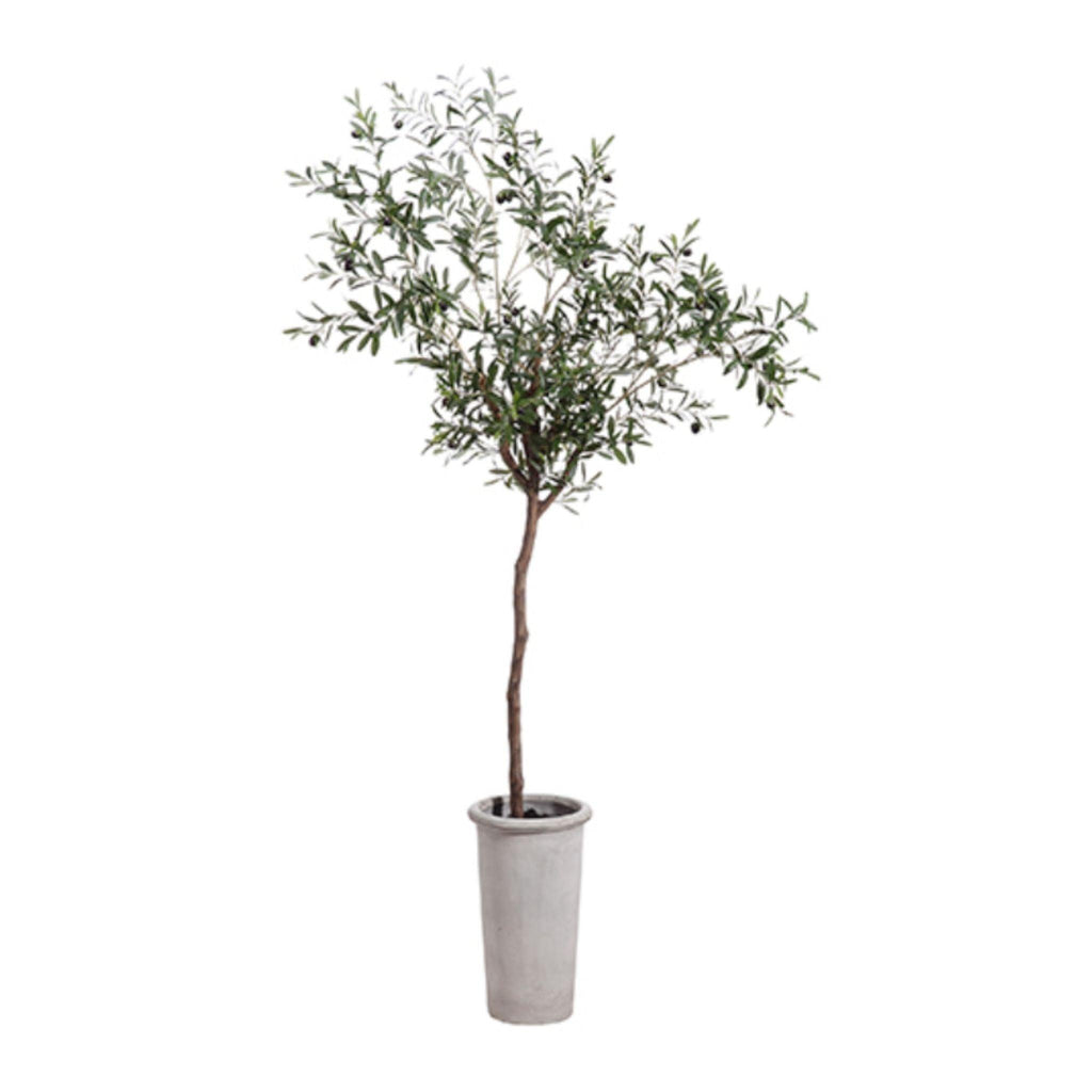 Olive Tree 7.5'