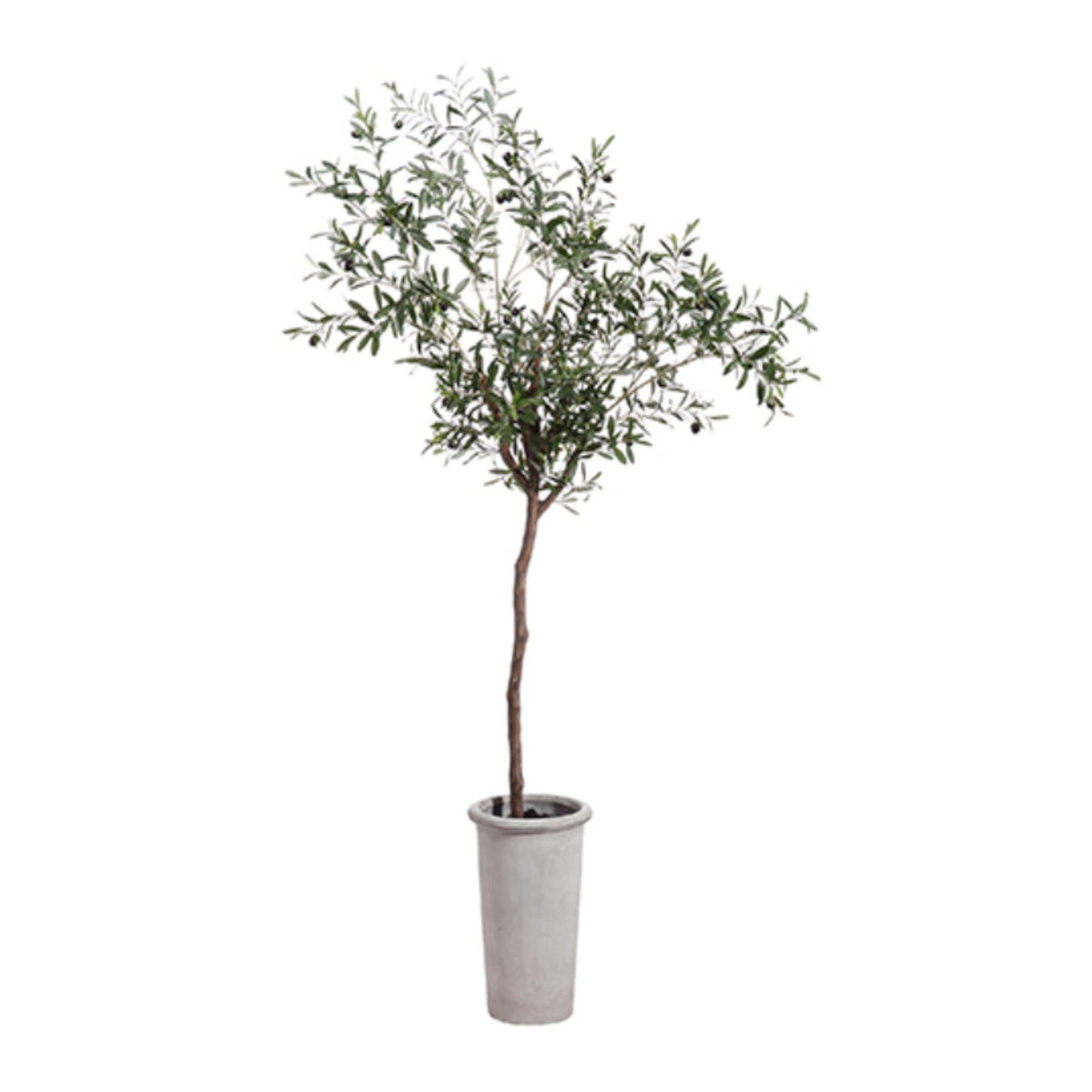 Olive Tree 7.5'