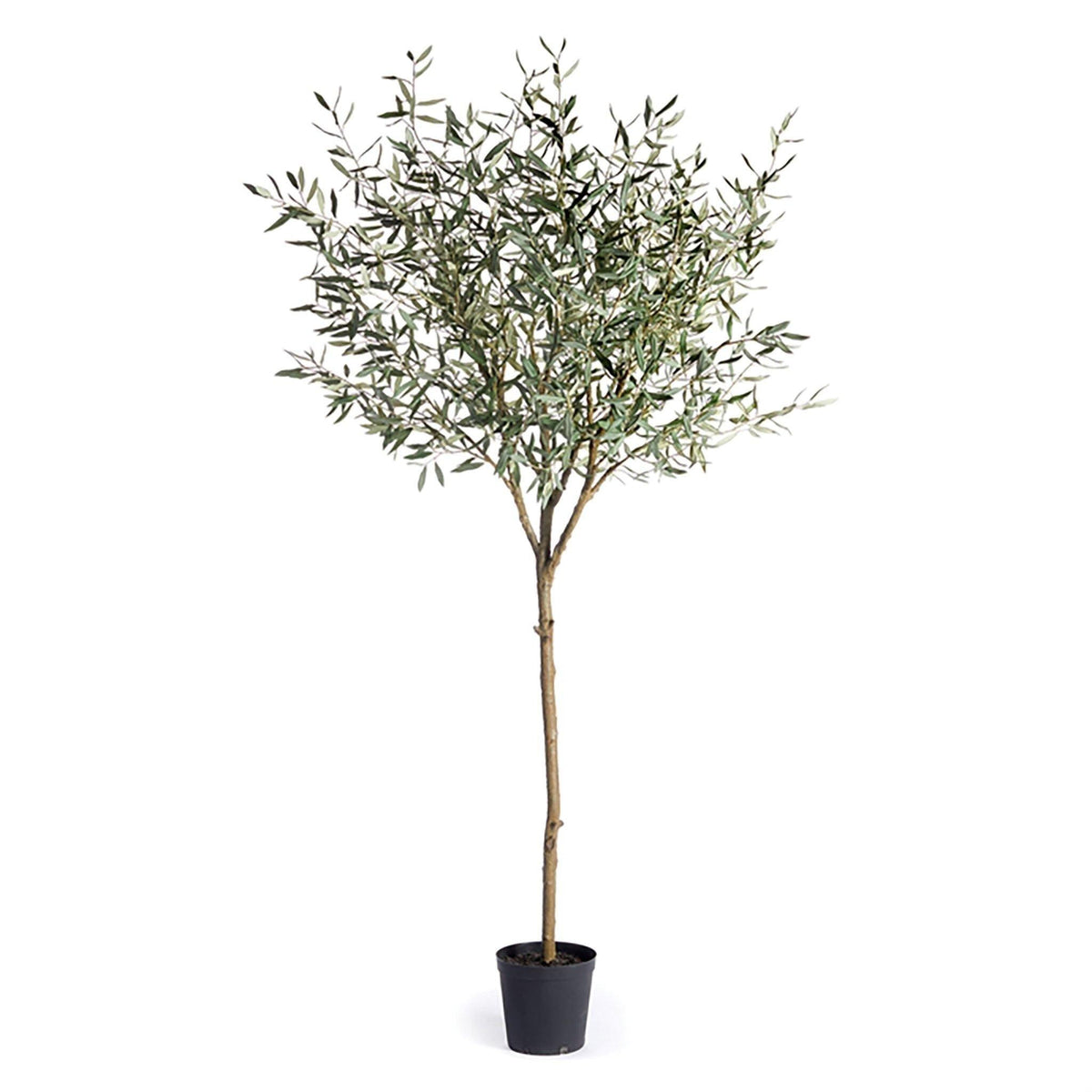 Olive Tree Drop-In 8'