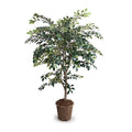 Ruscus Tree 56