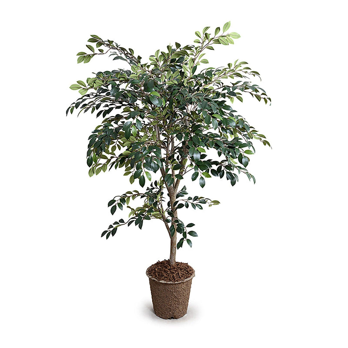 Ruscus Tree 56